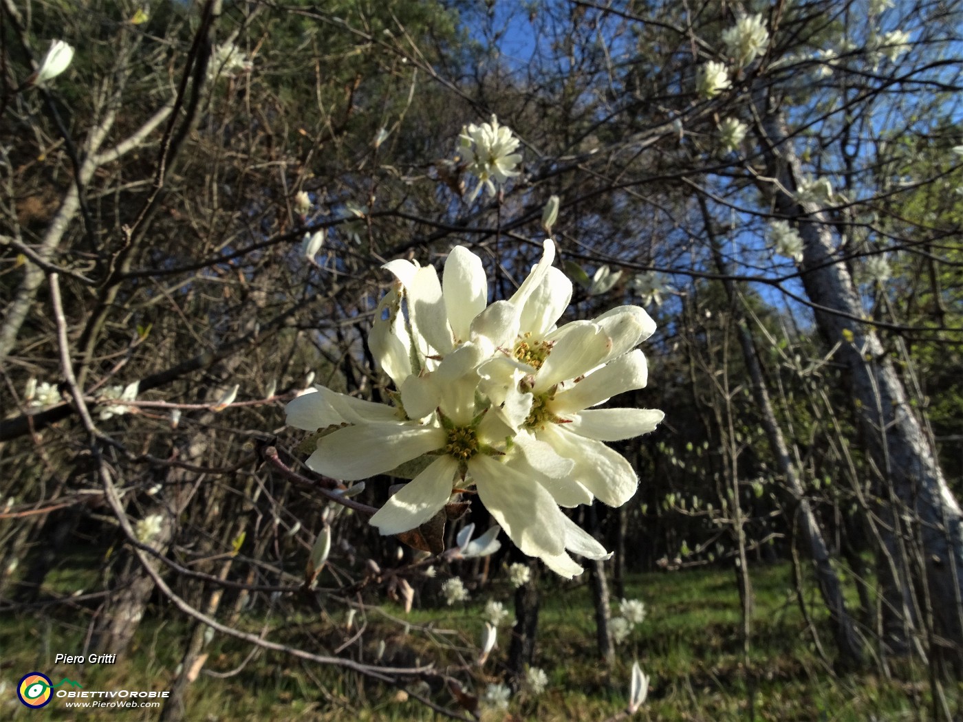 14 Bel fiore bianco.JPG